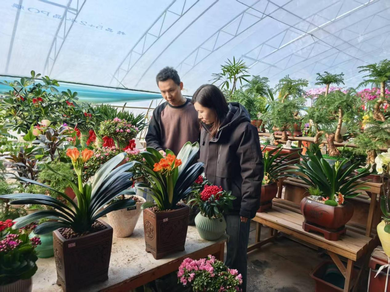 河北東光：繁花添年味 花市暖新春_fororder_圖片 3