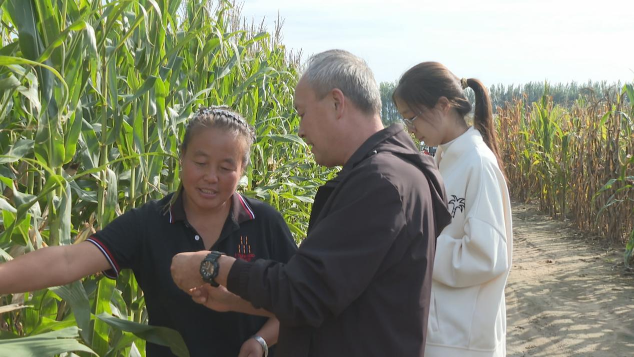 石家莊鹿泉區:農技專家田間“把脈問診” 助力冬小麥播種_fororder_圖片3