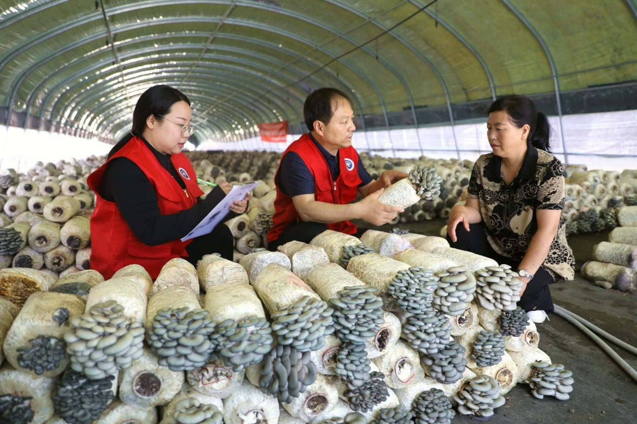 河北平泉舉辦綜合試驗推廣站示範基地觀摩會_fororder_圖片3