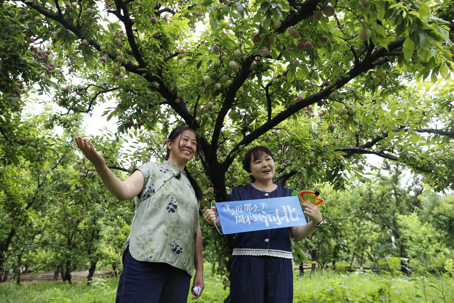 保定市滿城區：融媒助農直播 農特優品“出圈”_fororder_助農直播現場 攝影 張麗雙