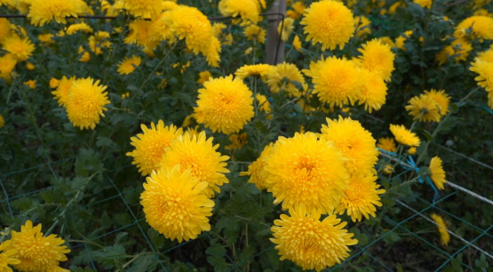 河北曲陽：大棚菊花綻放“美麗經濟” 産業興旺助力鄉村振興_fororder_河北曲陽：大棚菊花綻放“美麗經濟” 産業興旺助力鄉村振興153