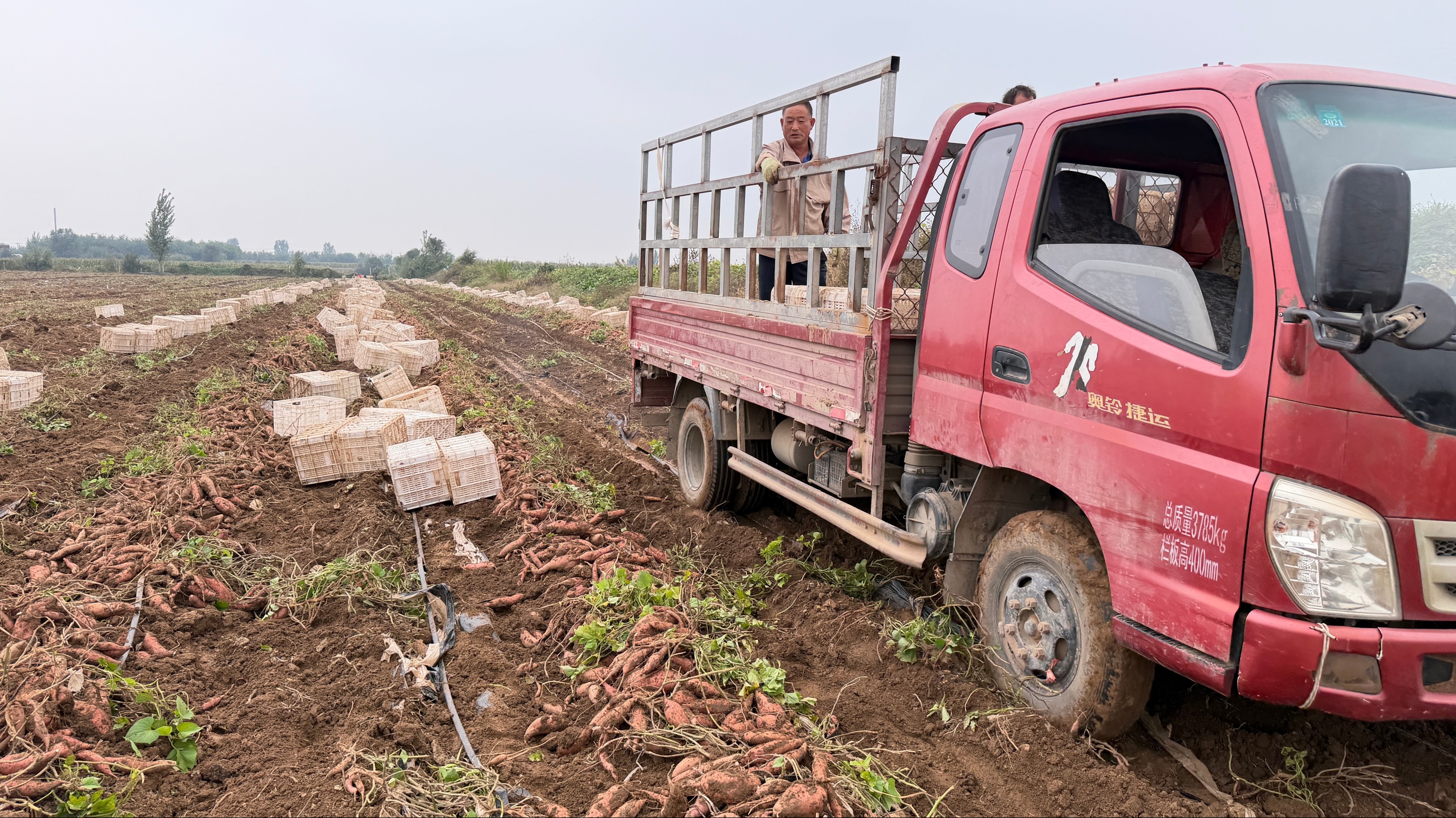 河北蠡縣：紅薯喜獲豐收 産業鏈賦能鄉村振興_fororder_0004