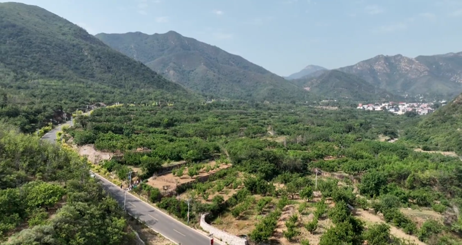石家莊市鹿泉區：千畝杏熟挂枝頭 致富路上好“豐”景_fororder_image001