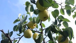 唐山遵化：萬畝雪花梨進入采收季