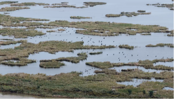 逾4000隻花臉鴨“軍團”首次到訪南大港濕地_fororder_逾4000隻花臉鴨“軍團”首次到訪南大港濕地791