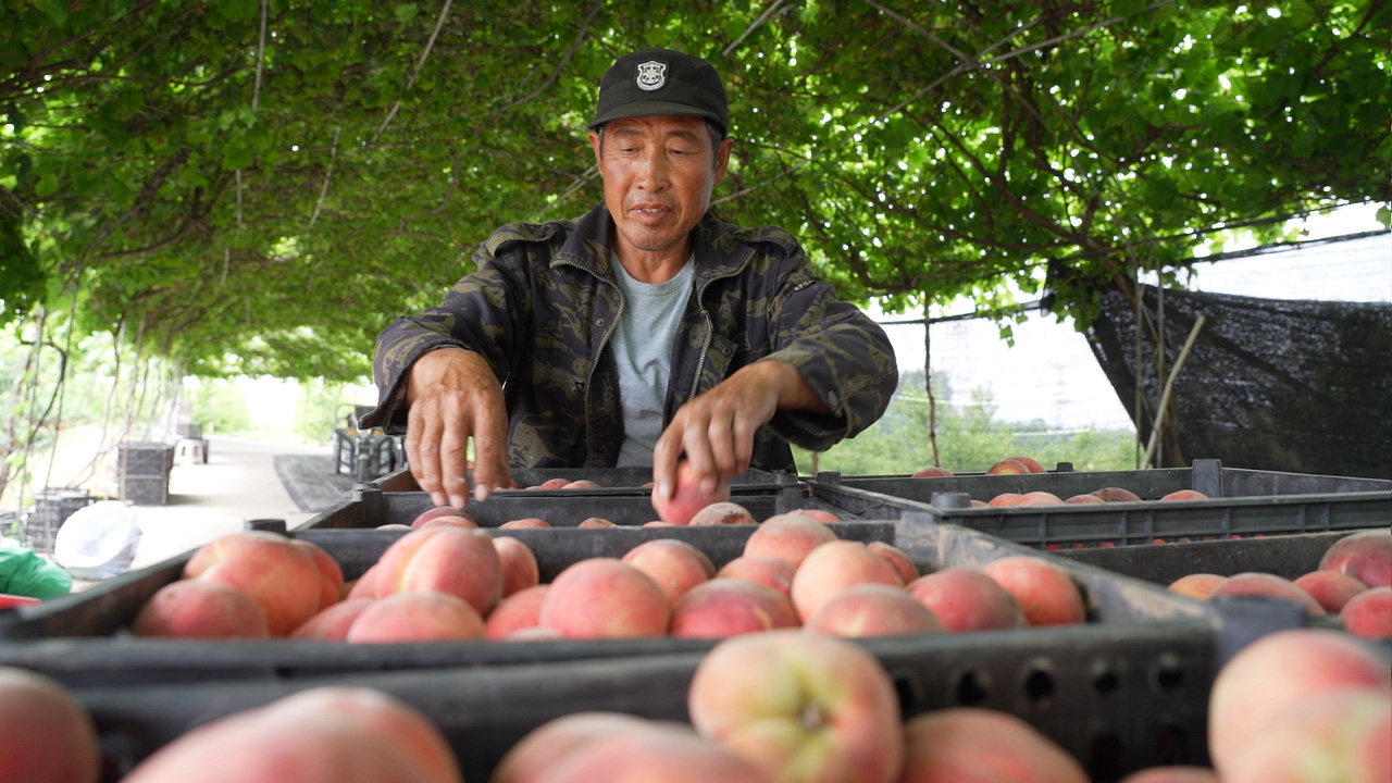 河北遷安：碩果壓枝桃香漫_fororder_遷安市亞欒灣農業公園的工人在采收桃子。李娟 攝.JPG