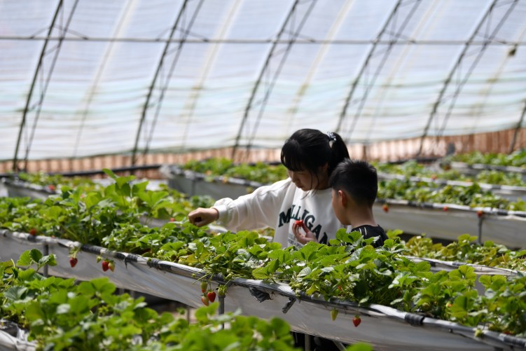 河北隆化：打造“四季草莓”生産基地_fororder_2