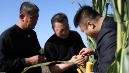 河北孟村：科學管理抵禦災害 護航豐産豐收