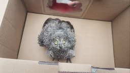 河北唐縣成功救助一隻國家二級保護動物