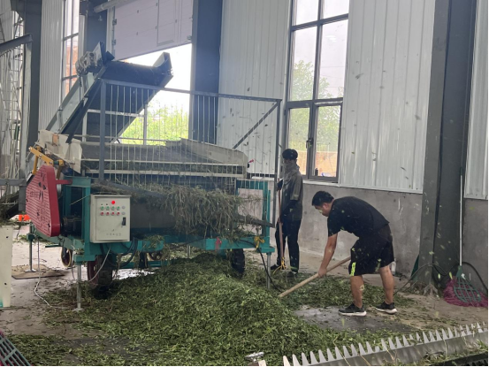 河北東光：甜葉菊鋪就鄉村振興甜蜜路_fororder_河北東光：甜葉菊鋪就鄉村振興甜蜜路127