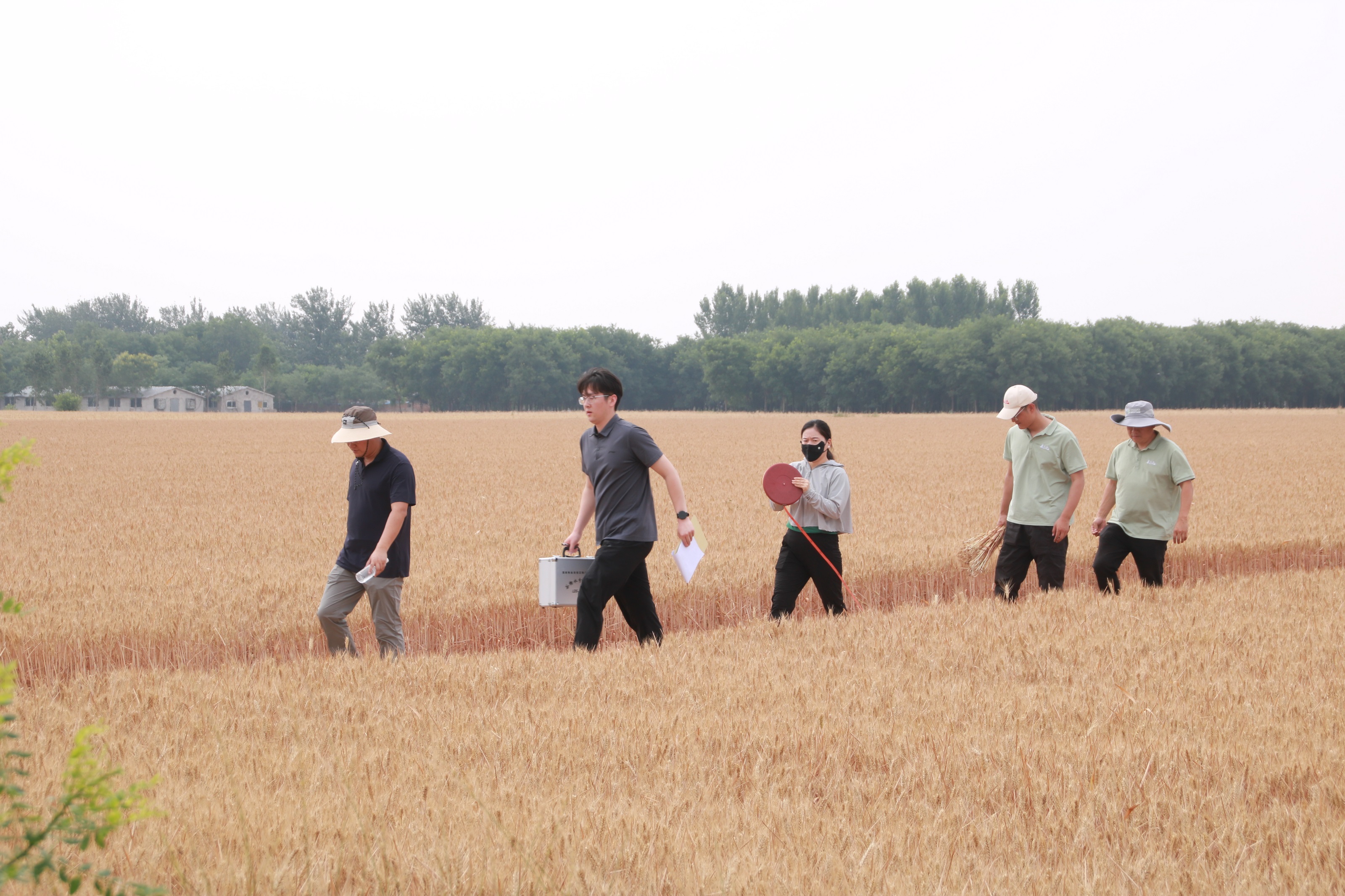 保定博野：舉辦綠色防控示範基地小麥實收觀摩會 共促農業新發展_fororder_4