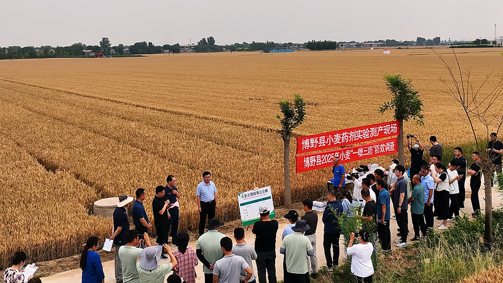 保定博野：舉辦綠色防控示範基地小麥實收觀摩會 共促農業新發展_fororder_1