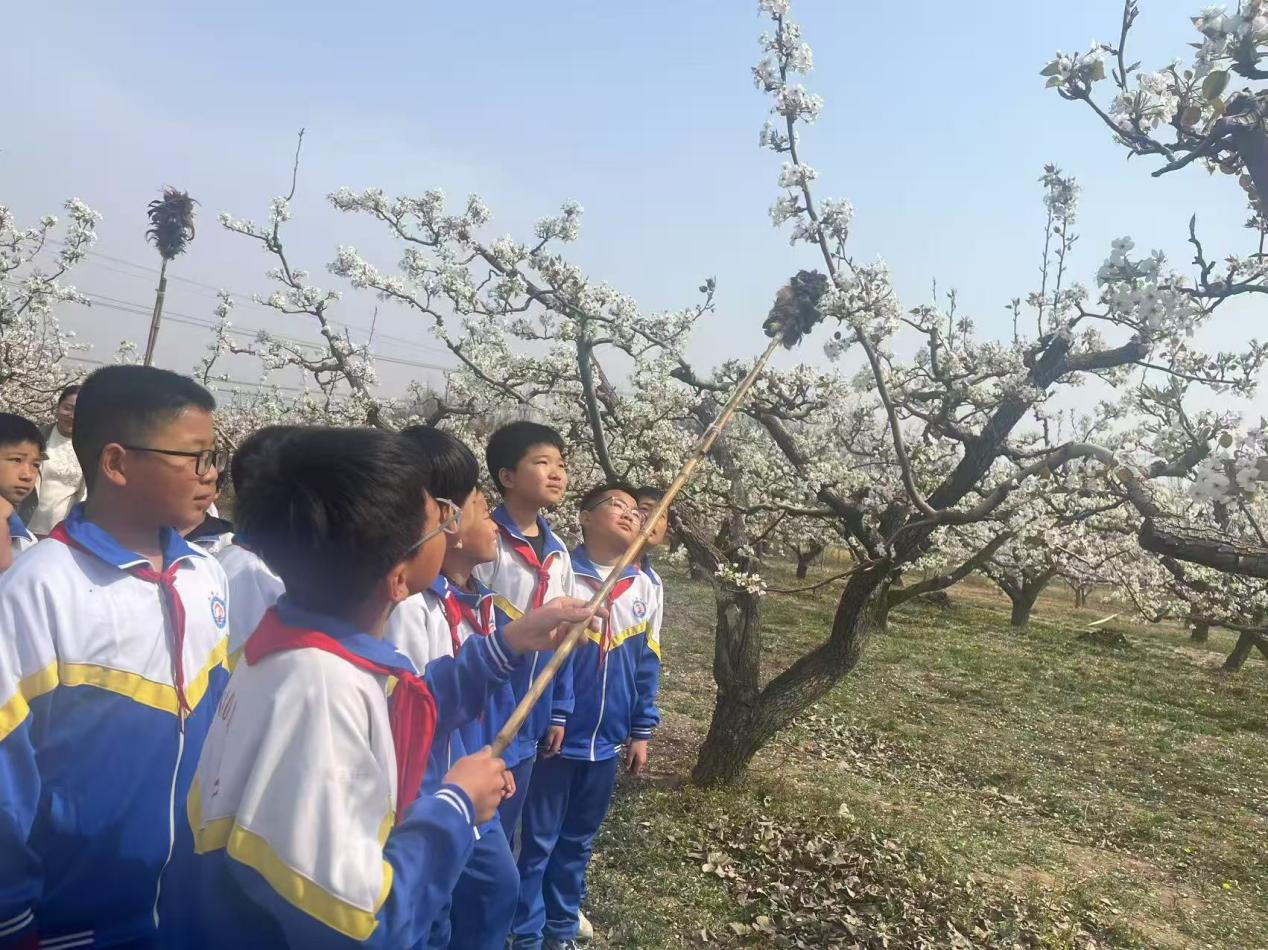河北省泊頭市各小學組織走進春天體驗農耕活動_fororder_圖片2