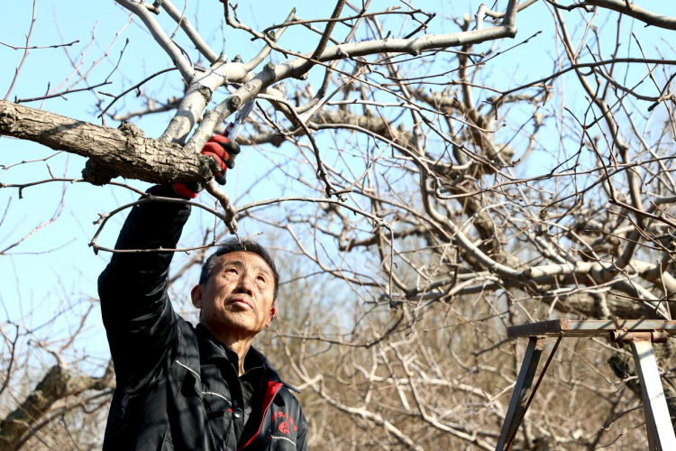 河北肅寧：大寒剪枝蓄生機 萬畝梨園盼豐年_fororder_圖片 1