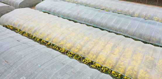 河北曲陽：大棚菊花綻放“美麗經濟” 産業興旺助力鄉村振興_fororder_河北曲陽：大棚菊花綻放“美麗經濟” 産業興旺助力鄉村振興139