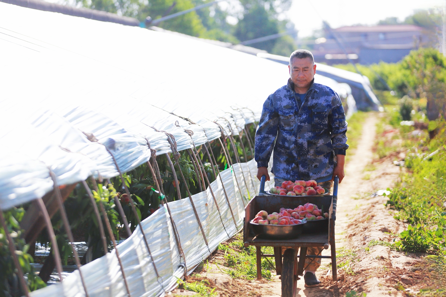 保定市滿城區：蟠桃豐收採摘忙 鄉村振興結碩果_fororder_滿城區要莊鄉蟠桃喜獲豐收 攝影 田素然