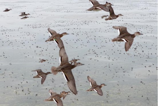 逾4000隻花臉鴨“軍團”首次到訪南大港濕地_fororder_逾4000隻花臉鴨“軍團”首次到訪南大港濕地712