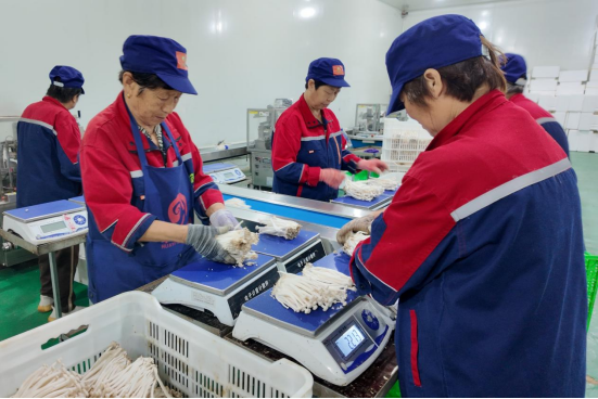 河北淶水：空調房撐開“致富傘” 科技助力“點菇成金”_fororder_河北淶水：空調房撐開“致富傘” 科技助力“點菇成金”662