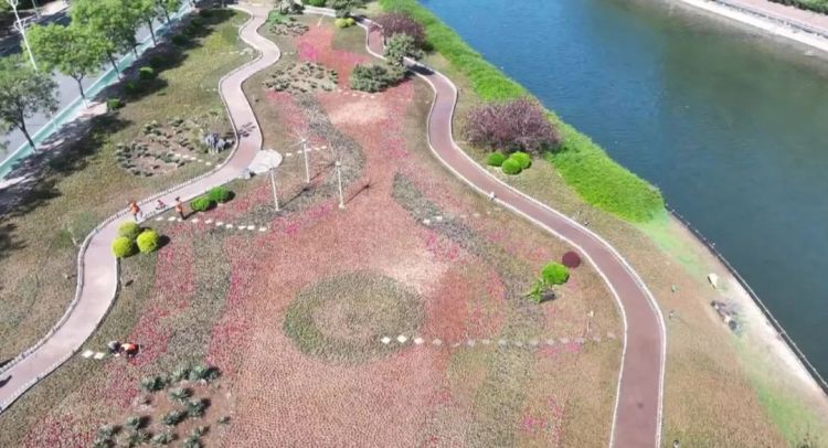 石家莊市鹿泉區：繽紛花海初現 進入盛放倒計時_fororder_image005