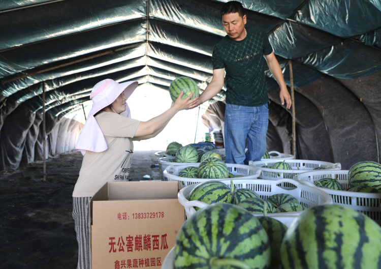 河北肅寧：西瓜豐收富農家_fororder_河北肅寧：西瓜豐收富農家5