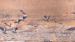 河北遷安：野鴨群舞戲冬水