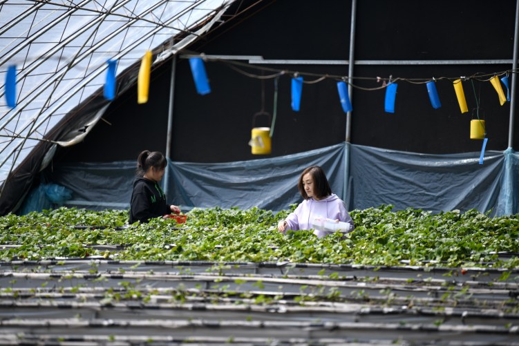 河北隆化：打造“四季草莓”生産基地_fororder_1