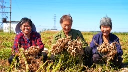 河北遷安：花生豐收農民笑