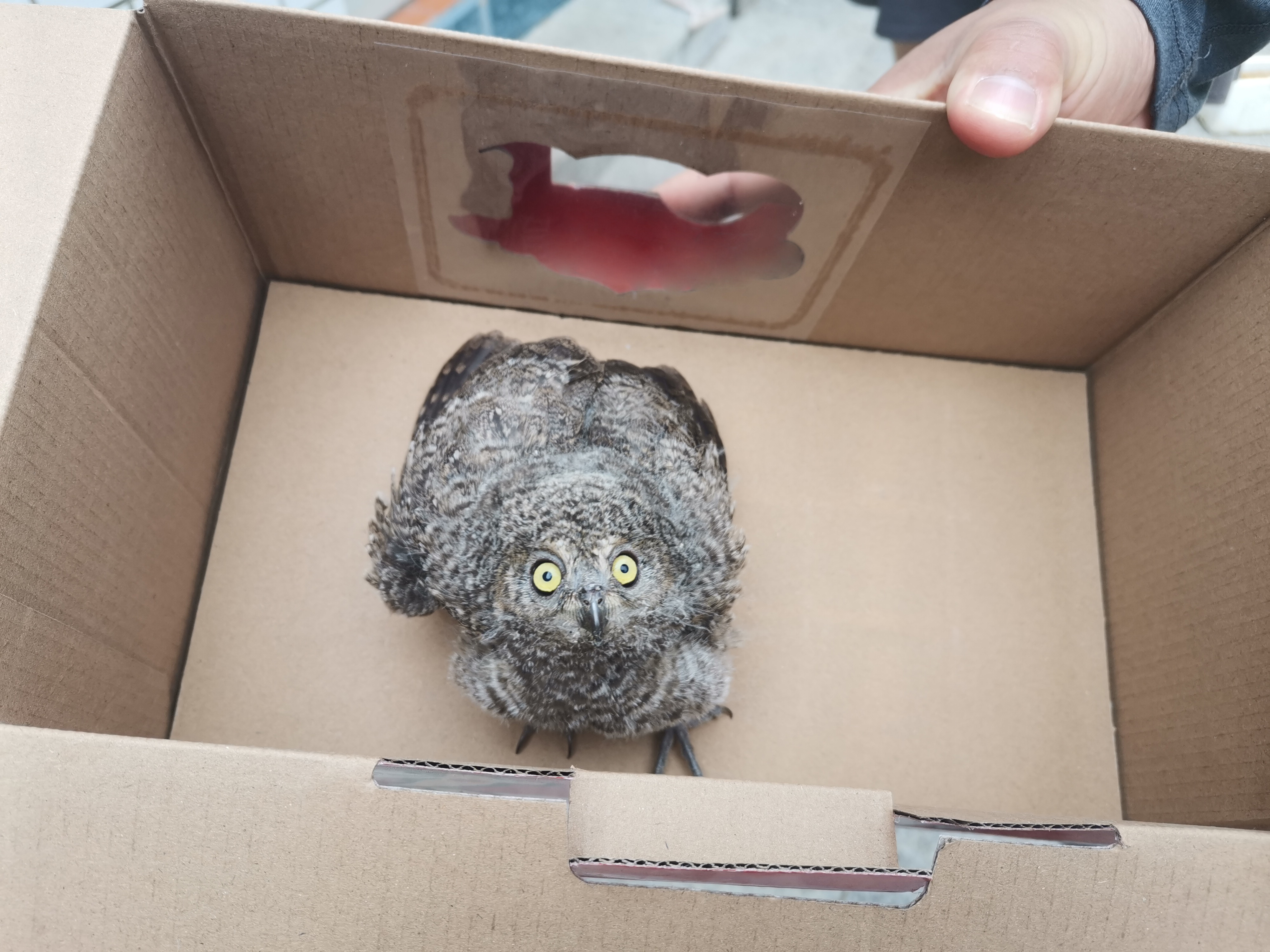 河北唐縣成功救助一隻國家二級保護動物_fororder_被救助的短耳鸮圖片1