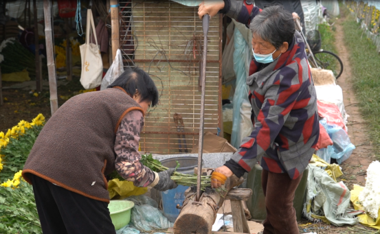 河北曲陽：大棚菊花綻放“美麗經濟” 産業興旺助力鄉村振興_fororder_河北曲陽：大棚菊花綻放“美麗經濟” 産業興旺助力鄉村振興424
