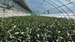 保定徐水：“美麗經濟”添彩冬季文旅