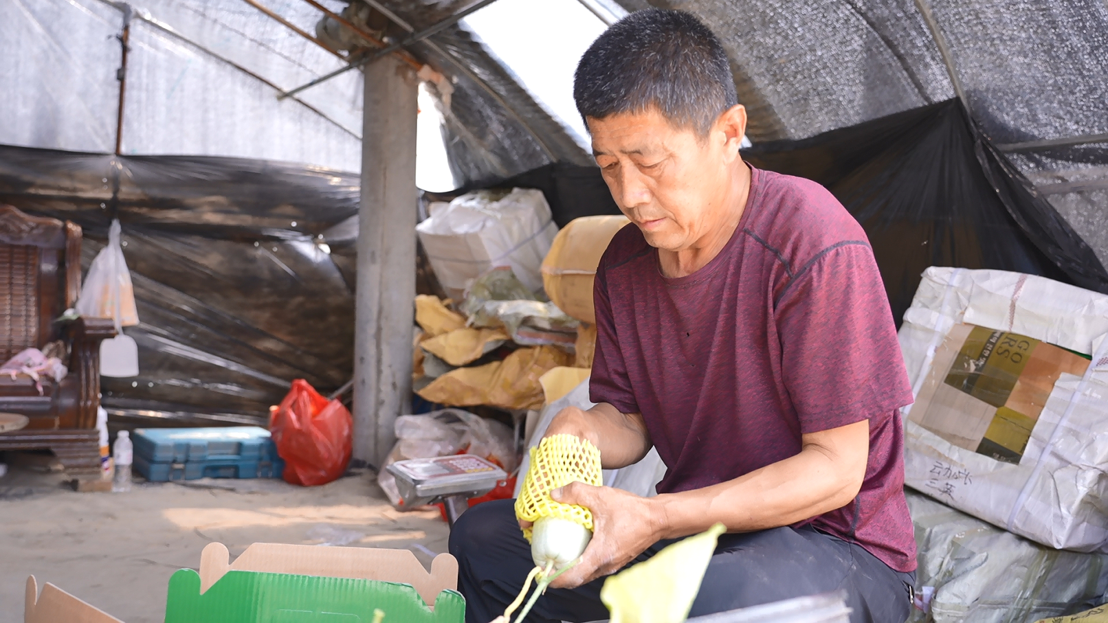 河北海興：大棚果蔬喜獲豐收 奏響鄉村振興“甜蜜曲”_fororder_河北海興：大棚果蔬喜獲豐收 奏響鄉村振興“甜蜜曲”5