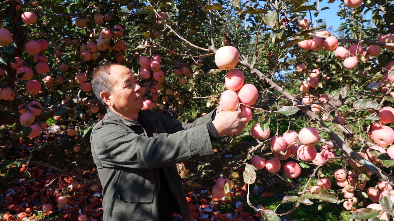 唐山遷安:蘋果豐收季 果紅映笑顏_fororder_遷安市桃園林果種植合作社的果農在采收蘋果。郭強 攝.JPG