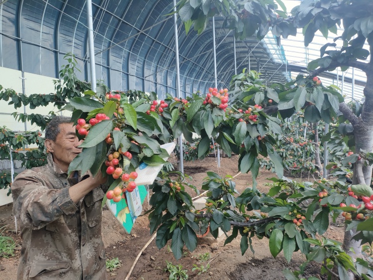 圖片默認標題_fororder_種植戶正在打理櫻桃  東陵滿族鄉提供