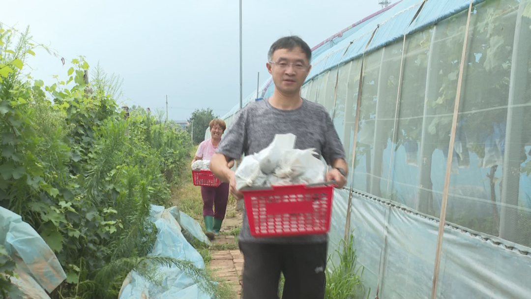 石家莊市鹿泉區：葡萄滿園迎豐收 鄉村振興有“甜”頭_fororder_圖片4