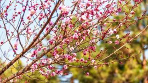 河北石家莊：梅花枝上春如海 踏青賞花正當時