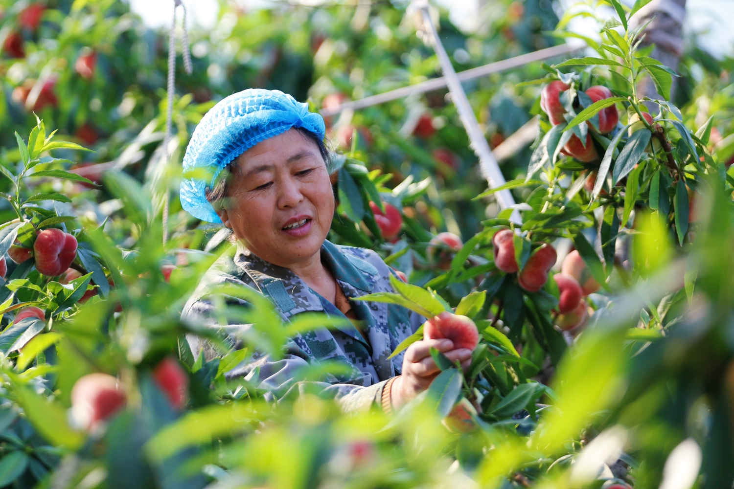 保定市滿城區：蟠桃豐收採摘忙 鄉村振興結碩果_fororder_果農採摘蟠桃 攝影 田素然