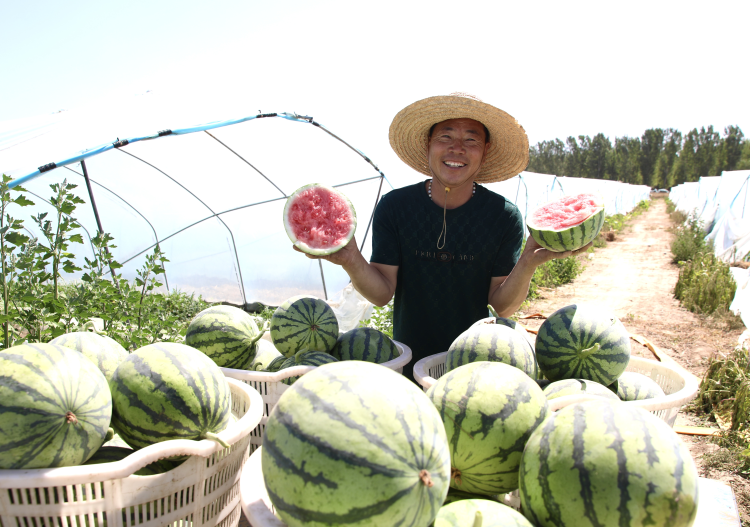 河北肅寧：西瓜豐收富農家_fororder_河北肅寧：西瓜豐收富農家4