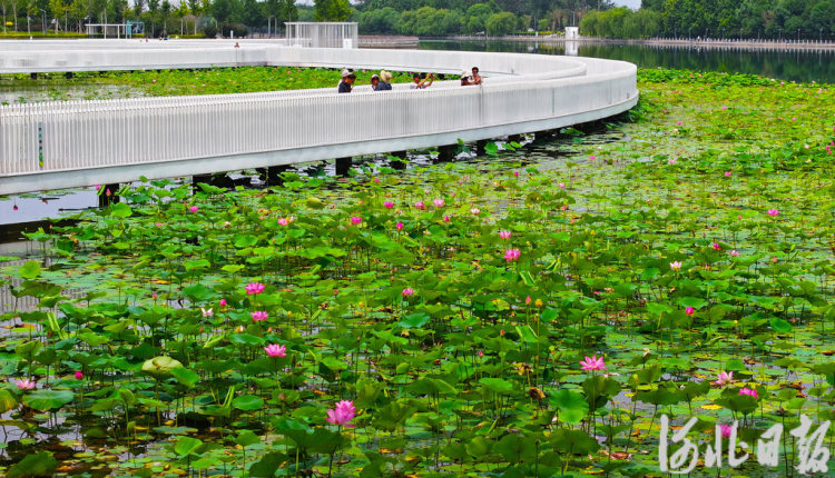 河北石家莊：荷花綻放 夏意滿塘