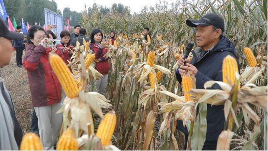 河北泊頭:玉米“寬窄行”新模式種出高産量_fororder_河北泊頭:玉米“寬窄行”新模式種出高産量447