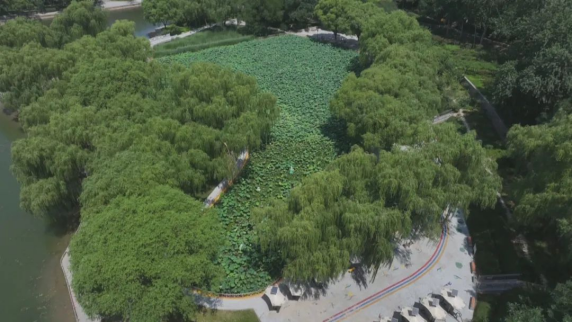 石家莊市鹿泉區：萬株荷花綻放 開啟夏日賞荷季_fororder_石家莊市鹿泉區：萬株荷花綻放 開啟夏日賞荷季578