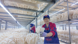 河北淶水：空調房撐開“致富傘” 科技助力“點菇成金”
