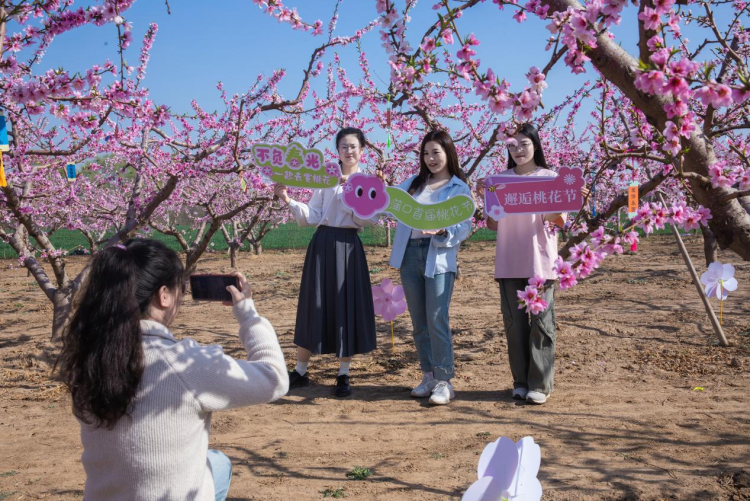 河北高陽：桃花灼灼映春色_fororder_圖片1