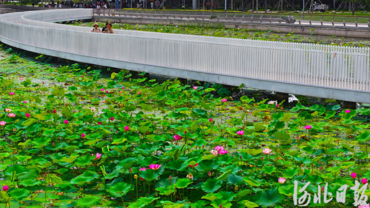 河北石家莊：荷花綻放 夏意滿塘