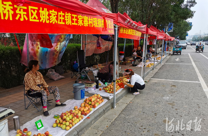 河北張家口：蜜桃熟啦！