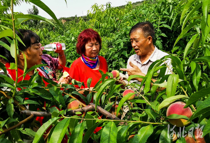 河北張家口：蜜桃熟啦！