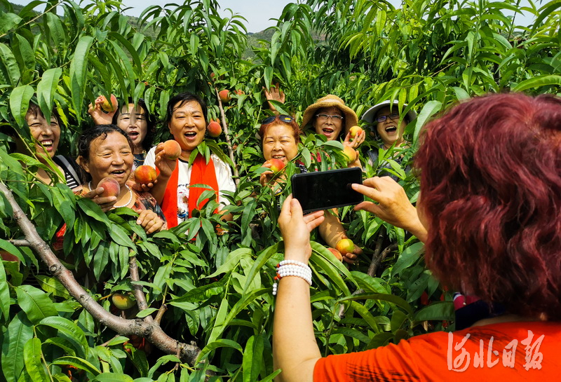河北張家口：蜜桃熟啦！