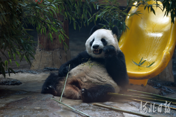 大小朋友們快來看！國慶假期河北石家莊市動物園將迎來新面孔