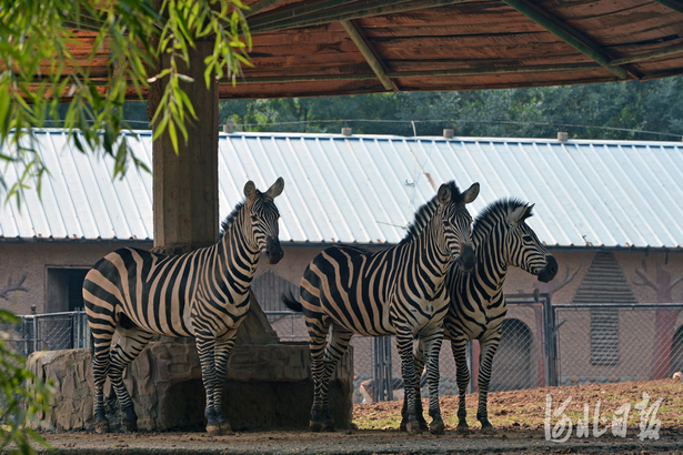 大小朋友們快來看！國慶假期河北石家莊市動物園將迎來新面孔