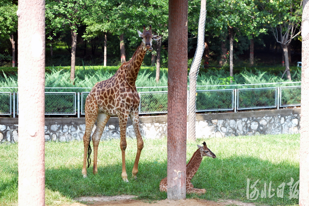 大小朋友們快來看！國慶假期河北石家莊市動物園將迎來新面孔