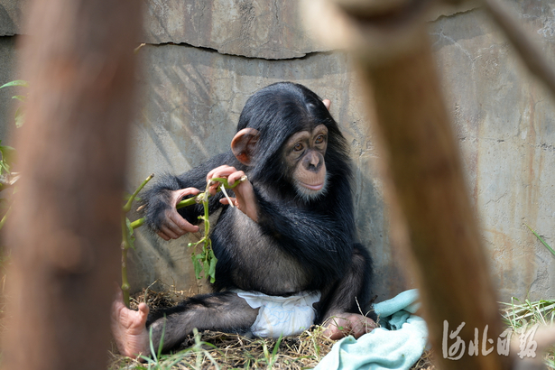 大小朋友們快來看！國慶假期河北石家莊市動物園將迎來新面孔